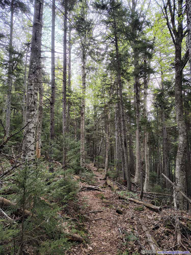 Trail