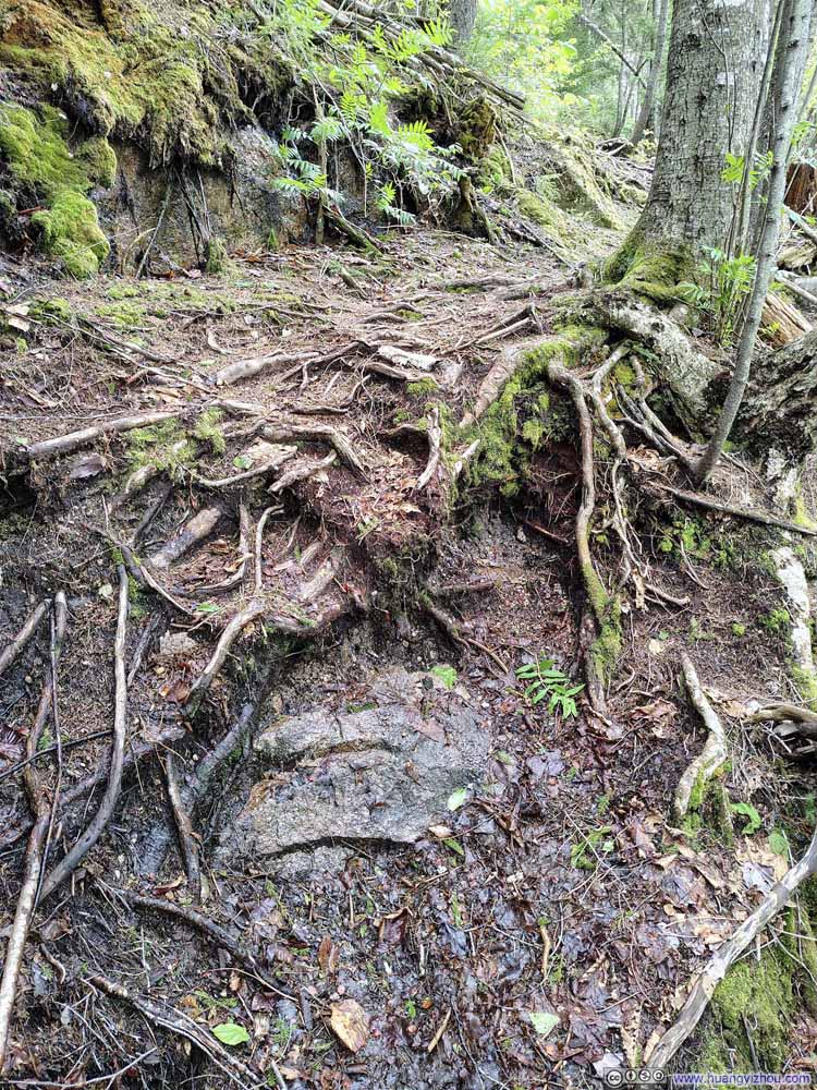 Trail on Tree Roots and Wet Rocks
