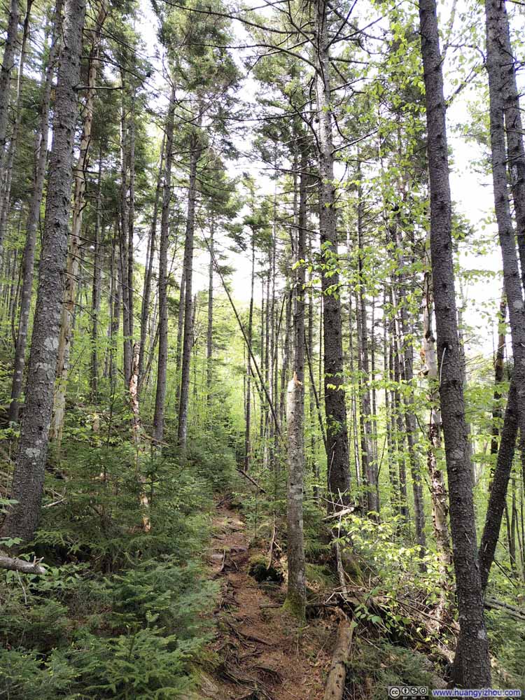 Trail