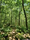 Trail