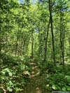 Trail