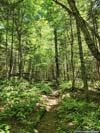 Trail