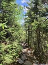Trail