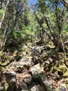 Trail