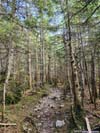 Trail