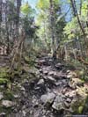 Trail