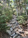 Trail