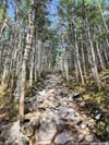 Trail