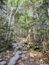 Trail