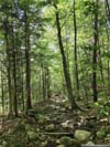 Trail