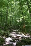 Trail