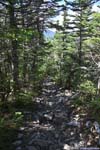 Trail