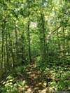 Trail