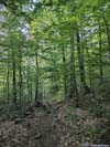 Trail