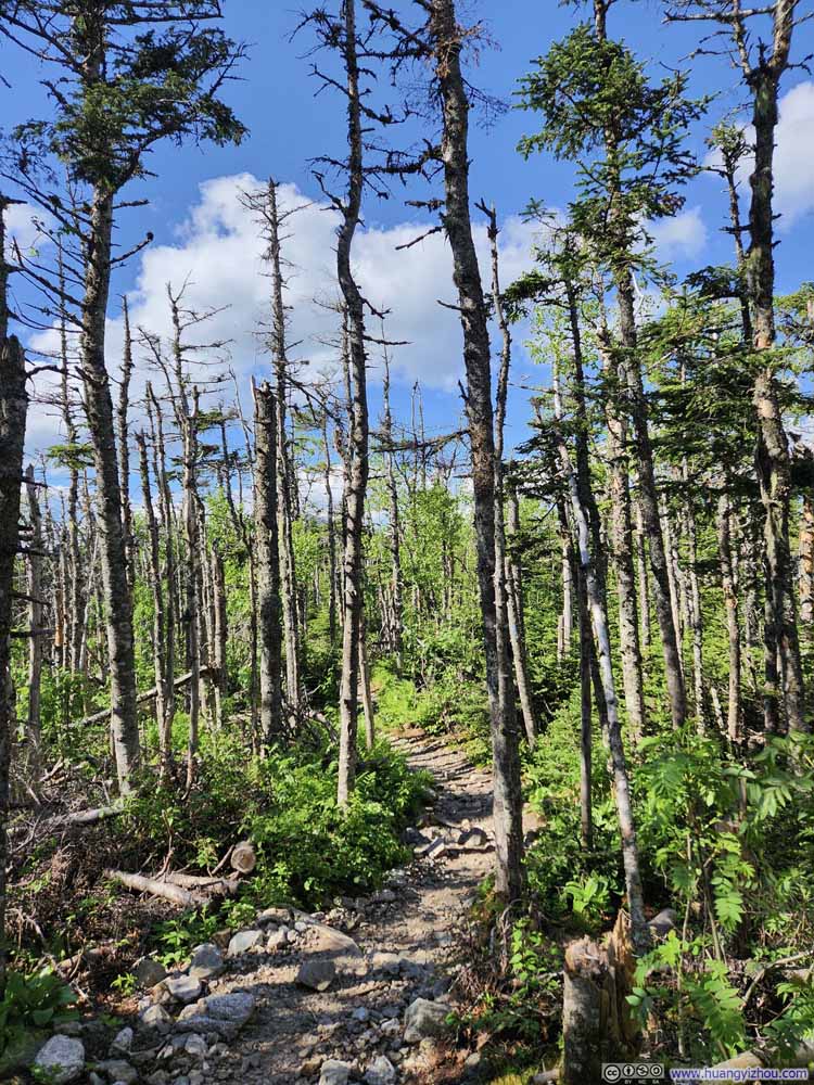 Trail
