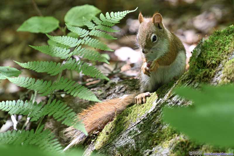 Squirrel