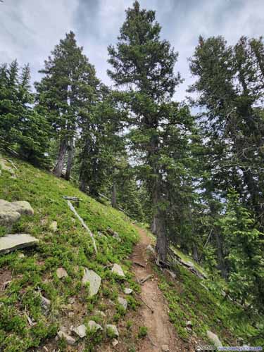 Trail