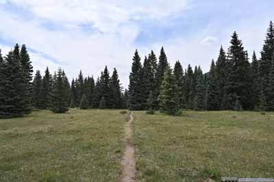 Trail through Open Field