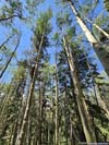 Aspen Trees