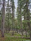 Trees along Trail