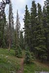 Trail