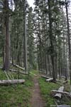 Trail