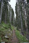 Trail