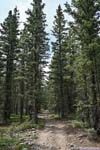 Trail