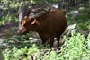 Cattle