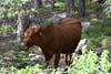 Cattle