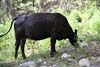 Cattle