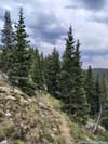 Trail