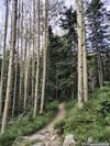 Trail