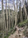 Aspen Trees along Trail