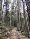 Trail