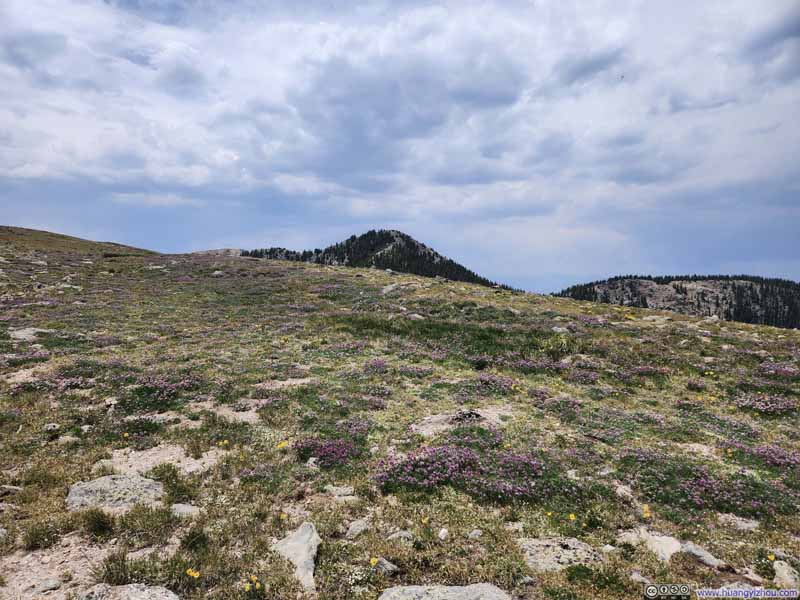 Field of Wildflowers on Penitente Peak