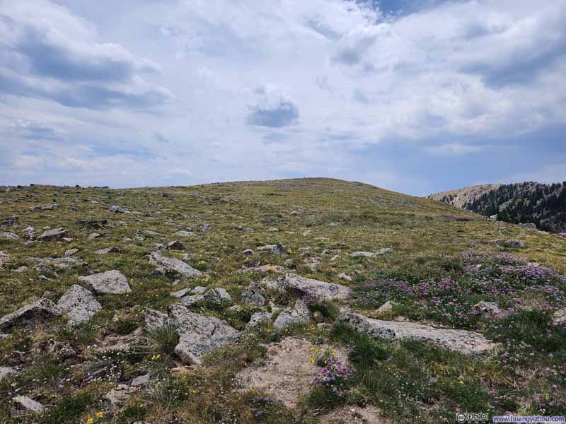 Field of Wildflowers on Penitente Peak