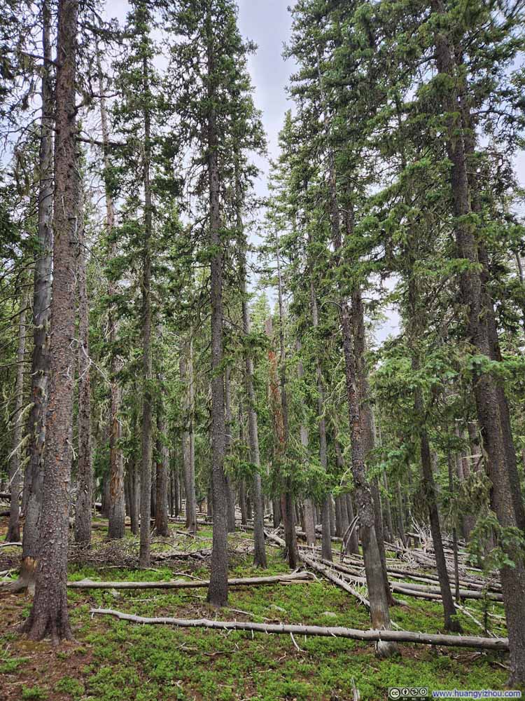 Trees along Trail
