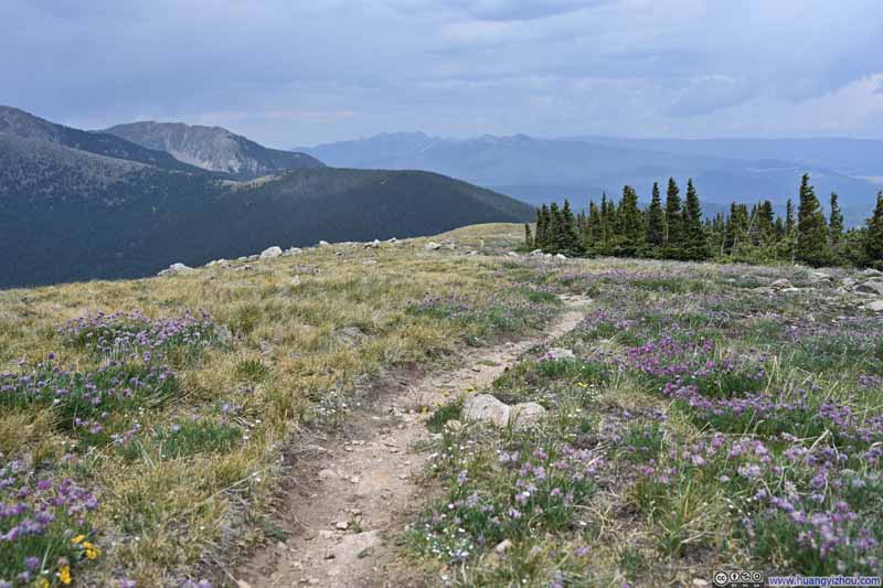 Trail among Flowery Field