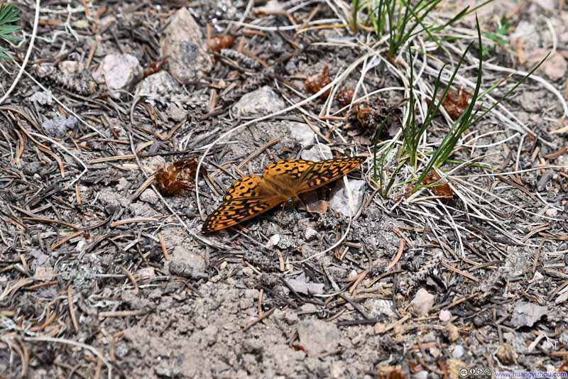 Moth