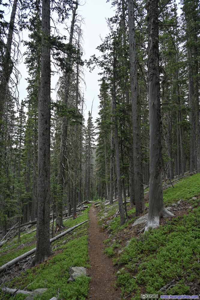 Trail