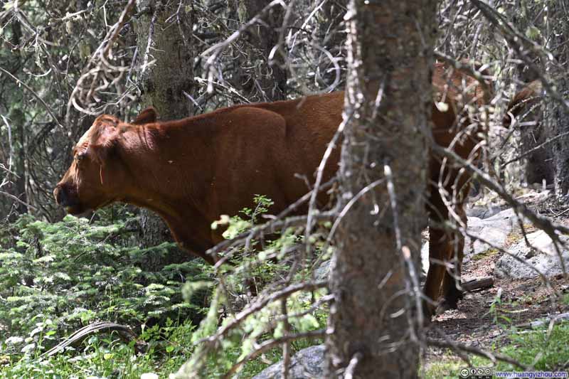Cattle