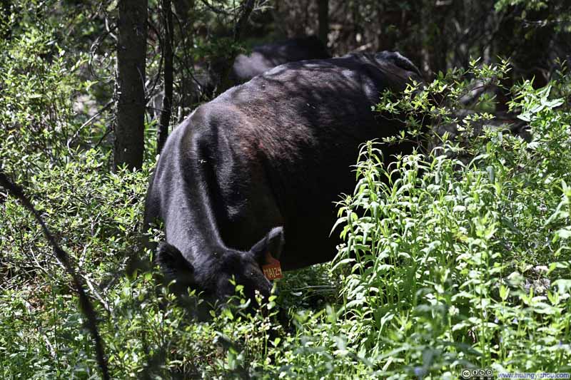 Cattle
