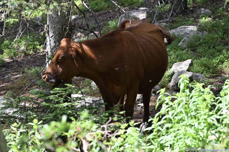 Cattle