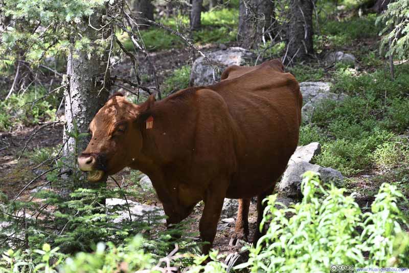 Cattle