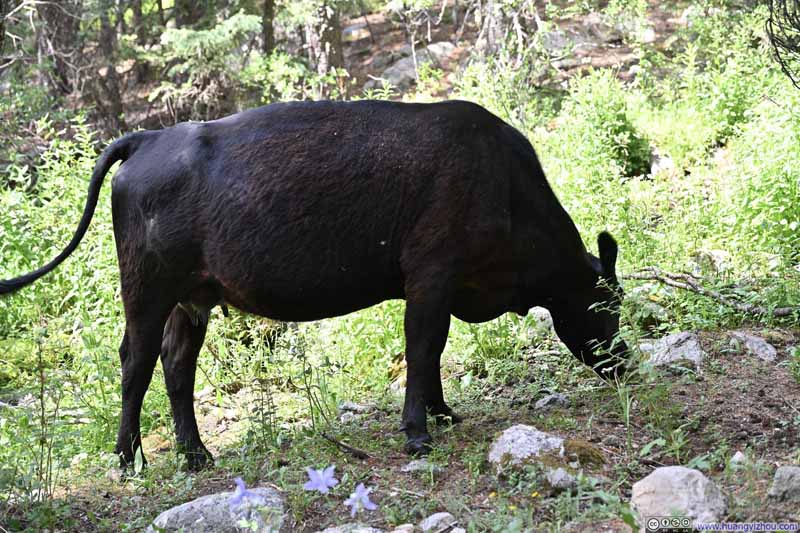Cattle