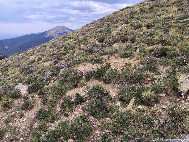 Flowers along Trail
