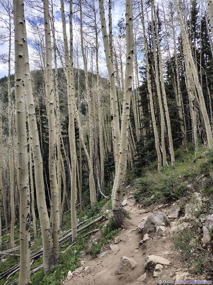 Aspen Trees along Trail