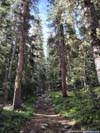 Trail