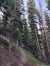 Trail
